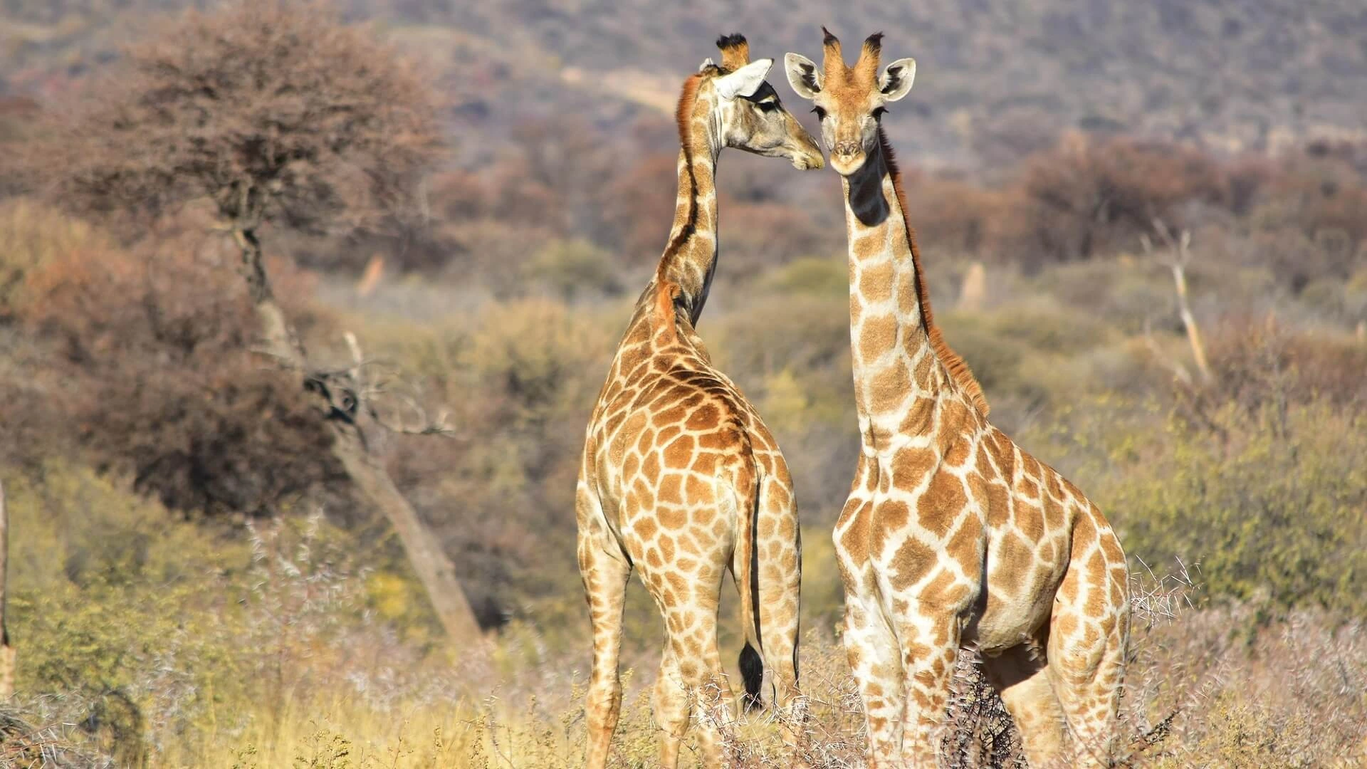 3 Days Victoria Falls & Chobe National Park