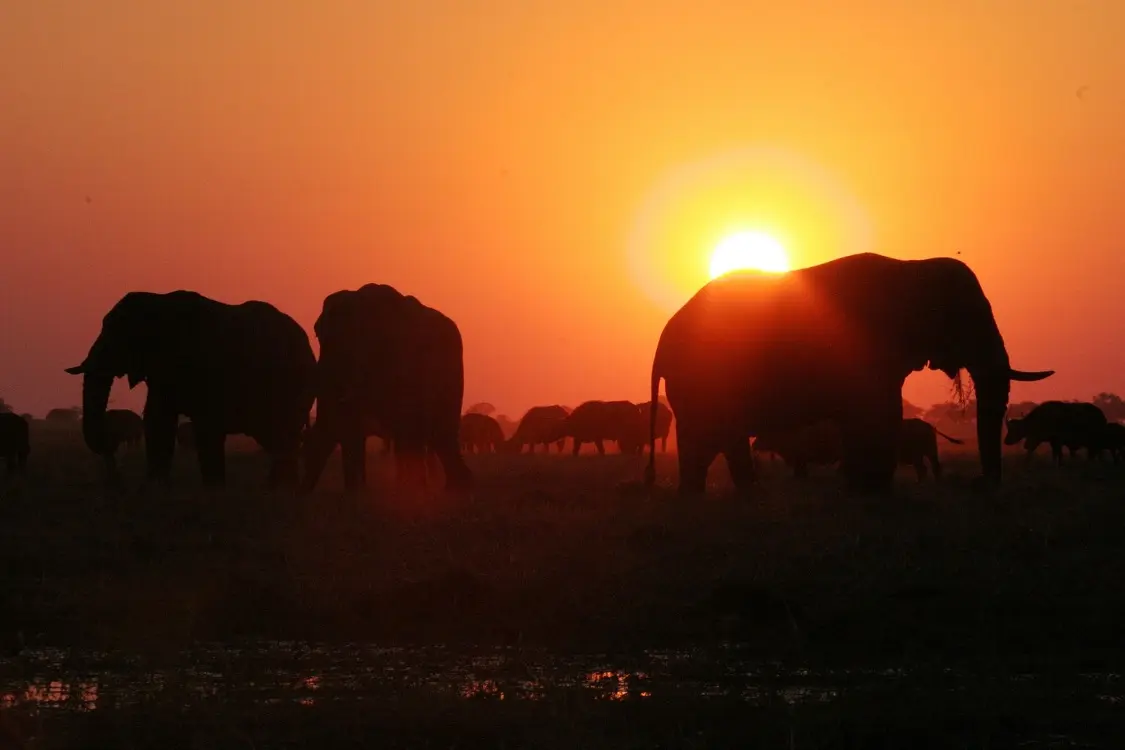 7days-vicfalls-hwange-chobe (13) 7days-vicfalls-hwange-chobe (13)