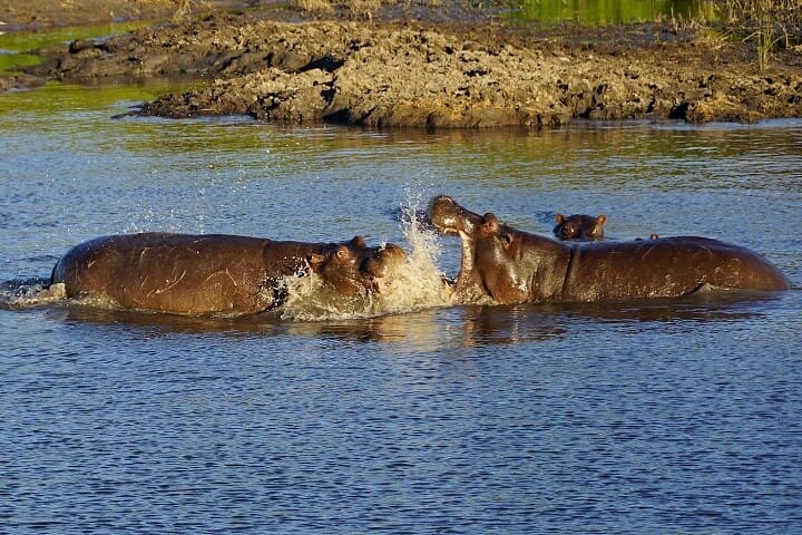 Chobe Day Trip From Victoria Falls