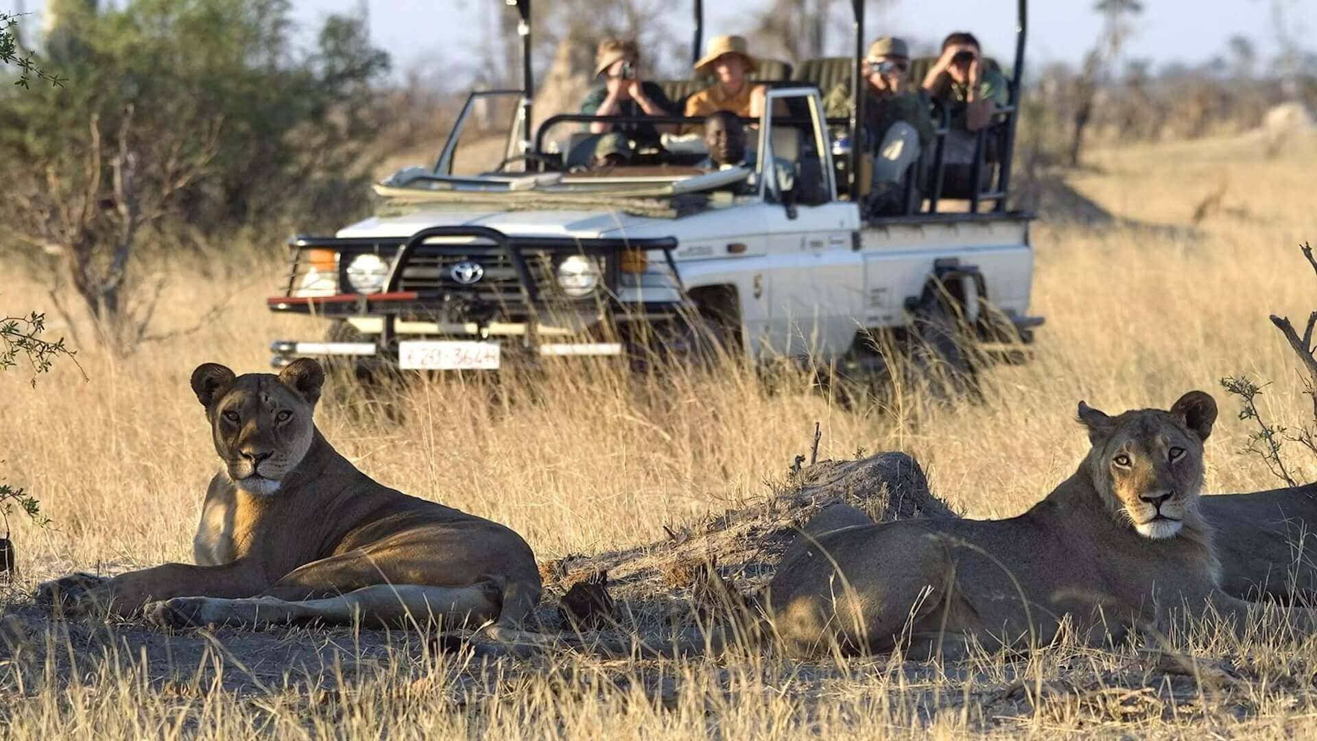 Safari in Victoria Falls: Thrilling Day Game Drive in Zambezi National Park