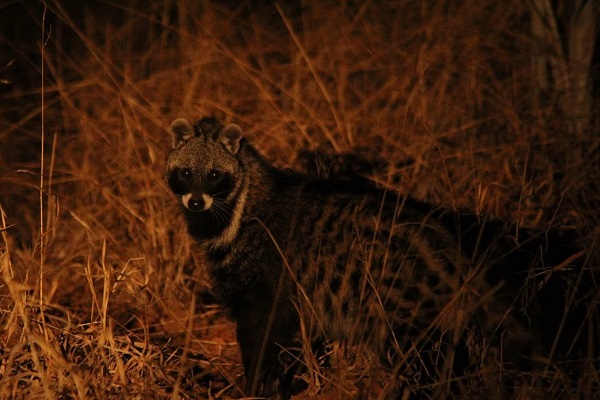 Night Game drive & Bush Dinner