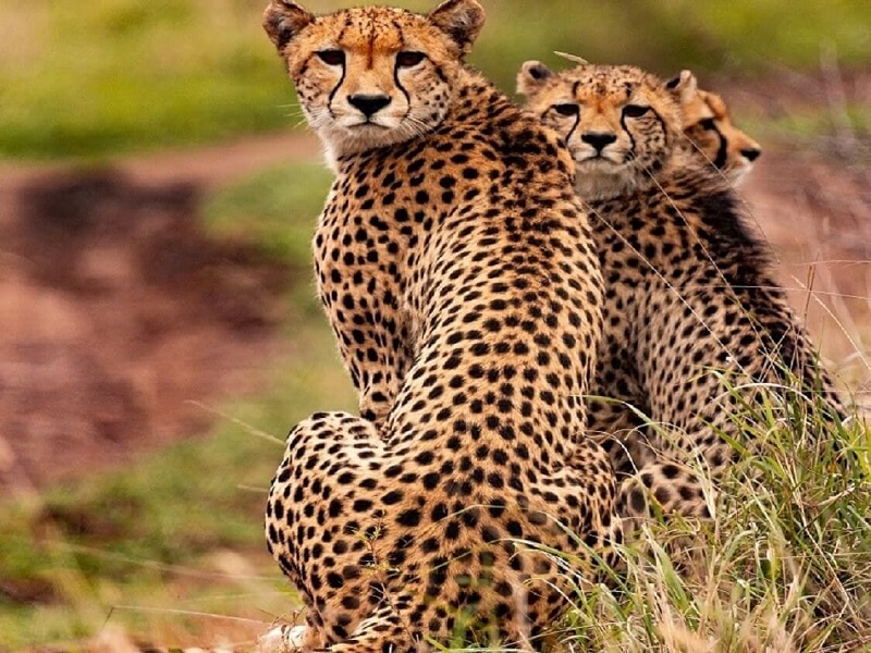 7 Days Victoria Falls, Hwange & Chobe Safari