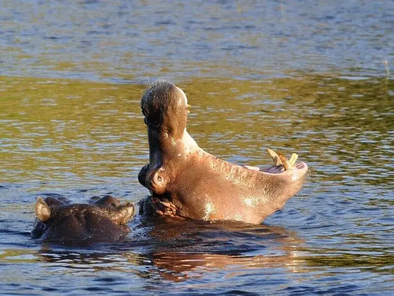 3 Days Victoria Falls & Chobe National Park